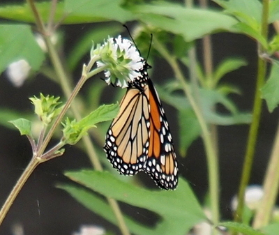 [The orange butterfly with black edges and veins with white dots in the black at the edge and on the body is perched on a white flower. Its black antenna stick out above its head and over the flower bud. Its wings are folded together behind its body.]